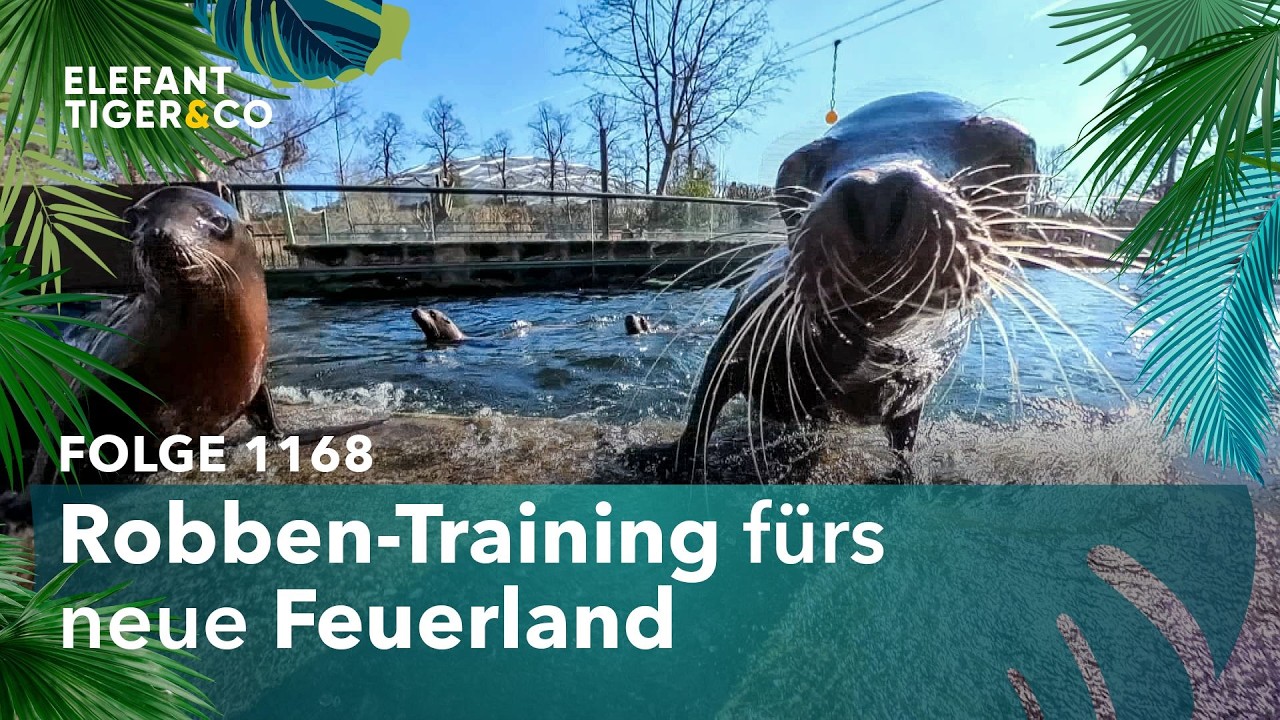 Spezialtraining f&uuml;rs Feuerland des Zoo Leipzig (Folge 1168) | Elefant, Tiger & Co. | MDR