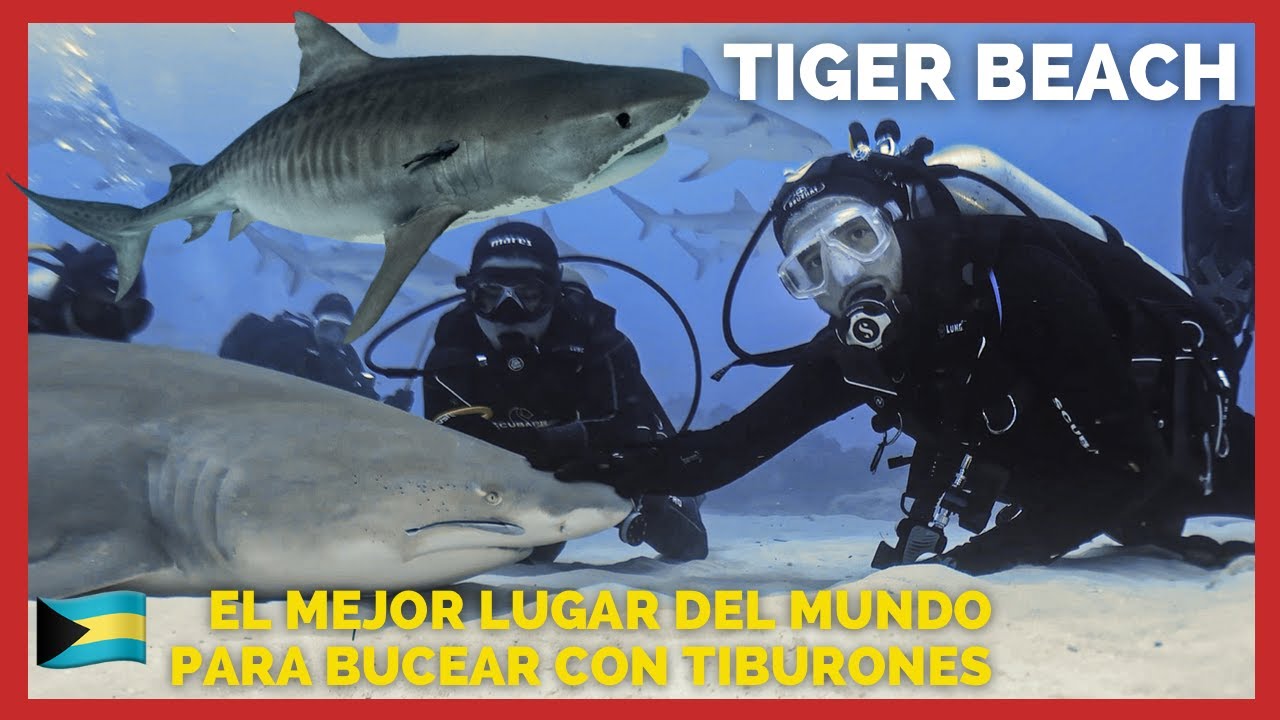 BUCEANDO CON TIBURONES TIGRE en el  MEJOR LUGAR DEL MUNDO para hacerlo. Tiger Beach, Bahamas 🇧🇸 🦈 🌎