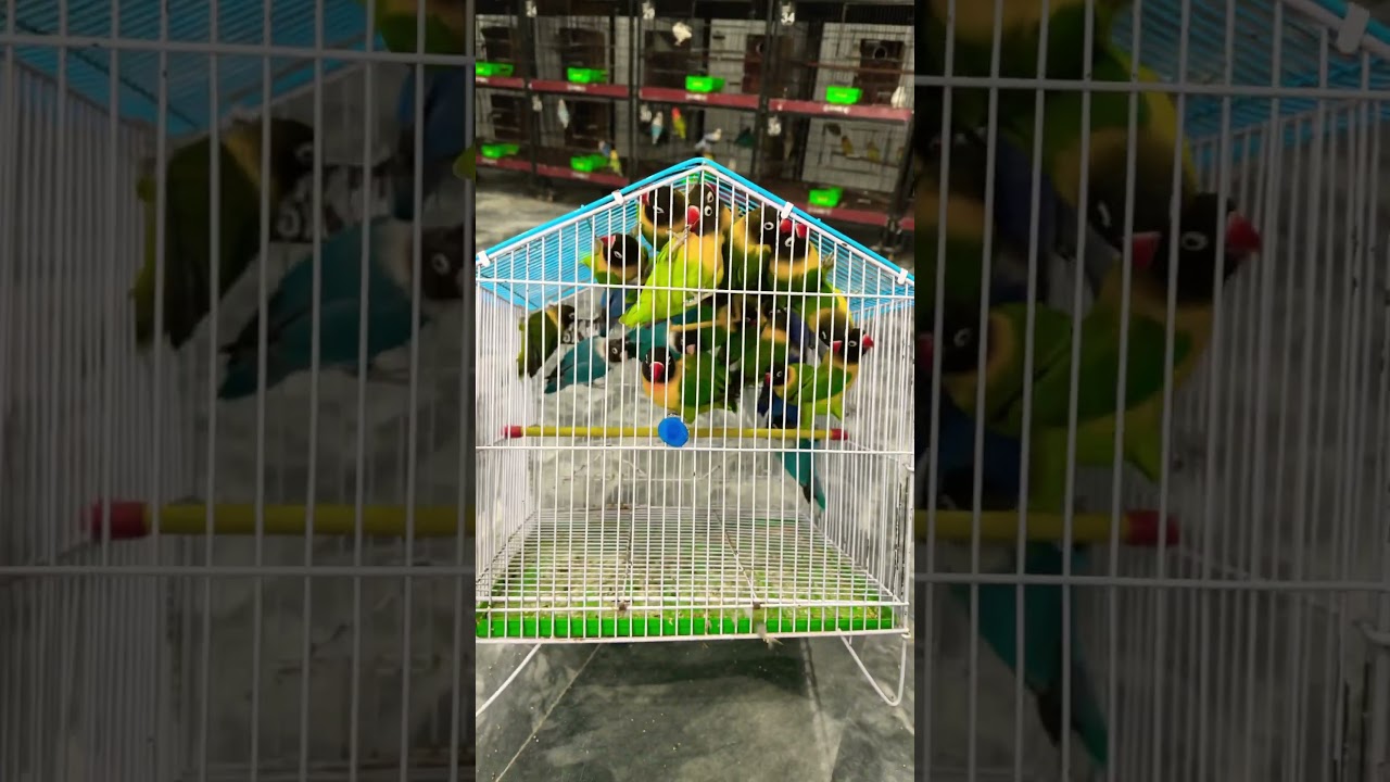 Bunch of Personata Lovebirds #lovebirds #bird #parrot #birdslover #personata