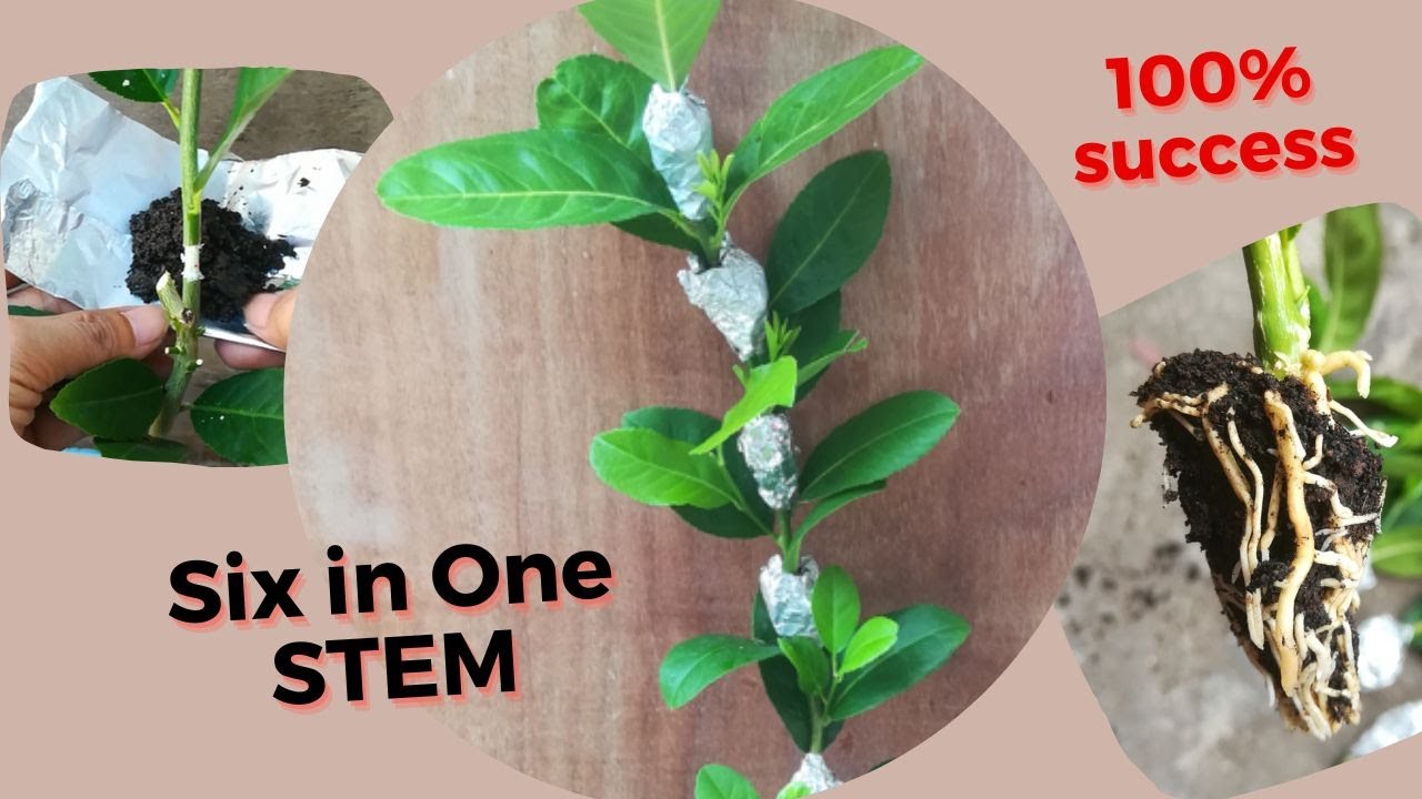 Amazing MULTIPLE air layering on SINGLE Stem of lemon. Thin foil technique of propagation.