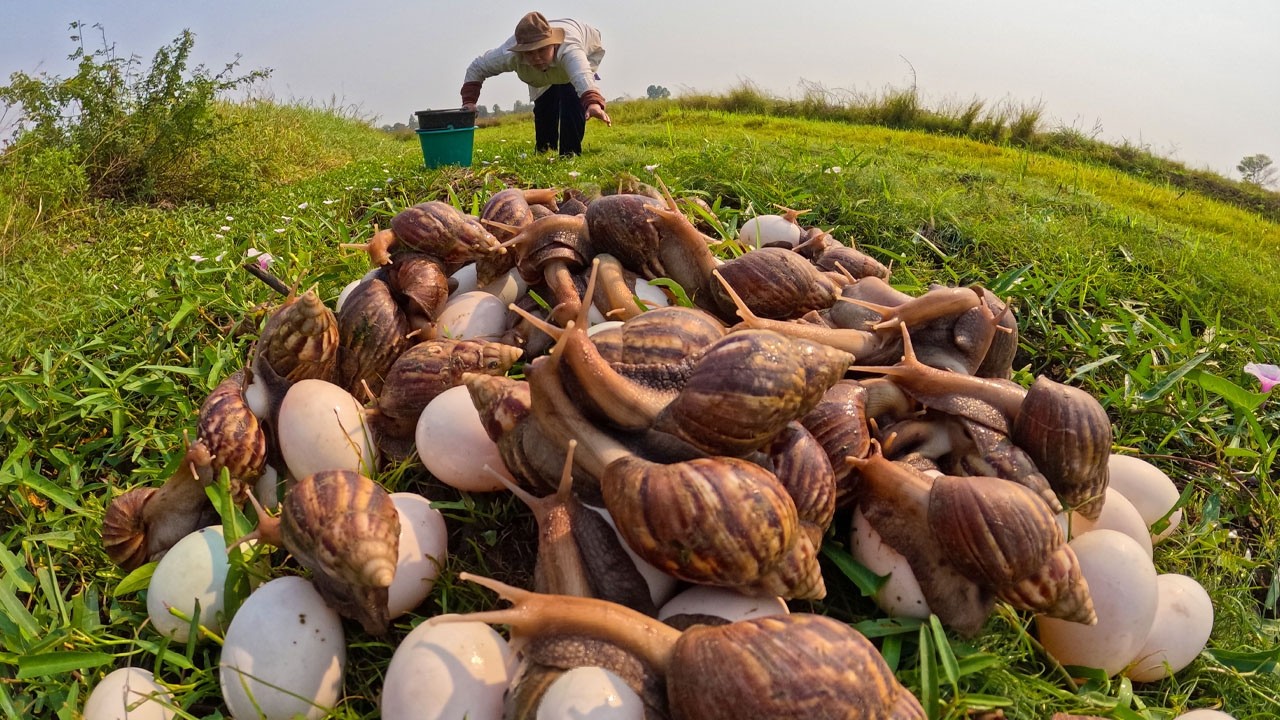Amazing Snail Harvest: Gathering Giant Snails and Fresh Eggs