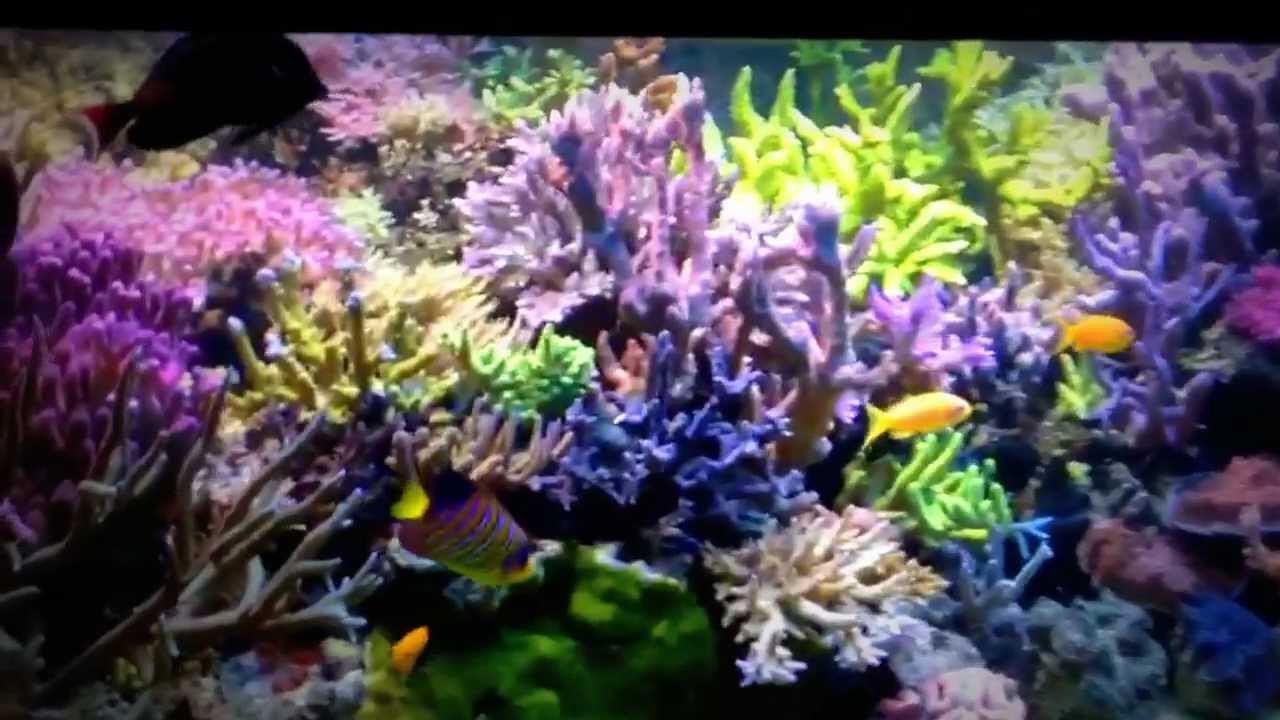 Lioreef 1700 L full SPS