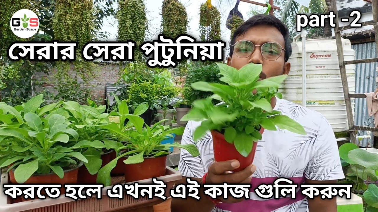 সেরার সেরা পিটুনিয়া  করতে এখনই করুন এই কাজ গুলি ।। #petuniaflower #PetuniaMaintenance #winterflower