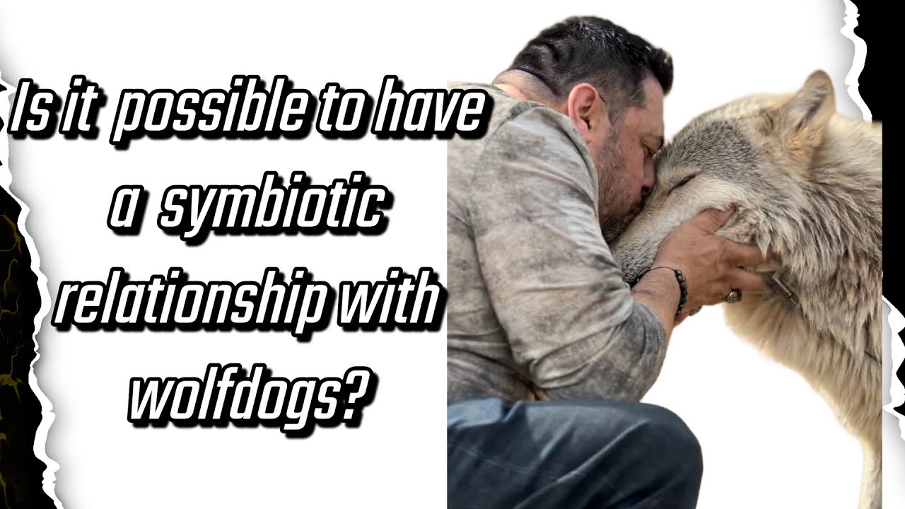 Is it possible to have a symbiotic relationship with a Wolfdog?! ￼