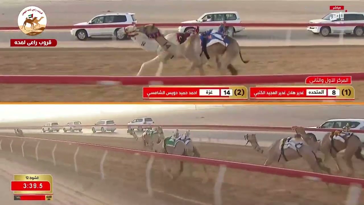 الشوط 12 ( التمهيدي الثاني مهرجان العين 2025 )(غزة) لـ احمد حميد دويس الشامسي 4:32:96