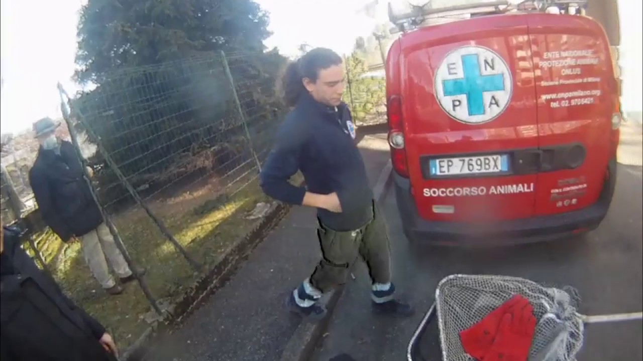 Volpe ferita recuperata a Garbagnate Milanese dai soccorritori di ENPA Milano