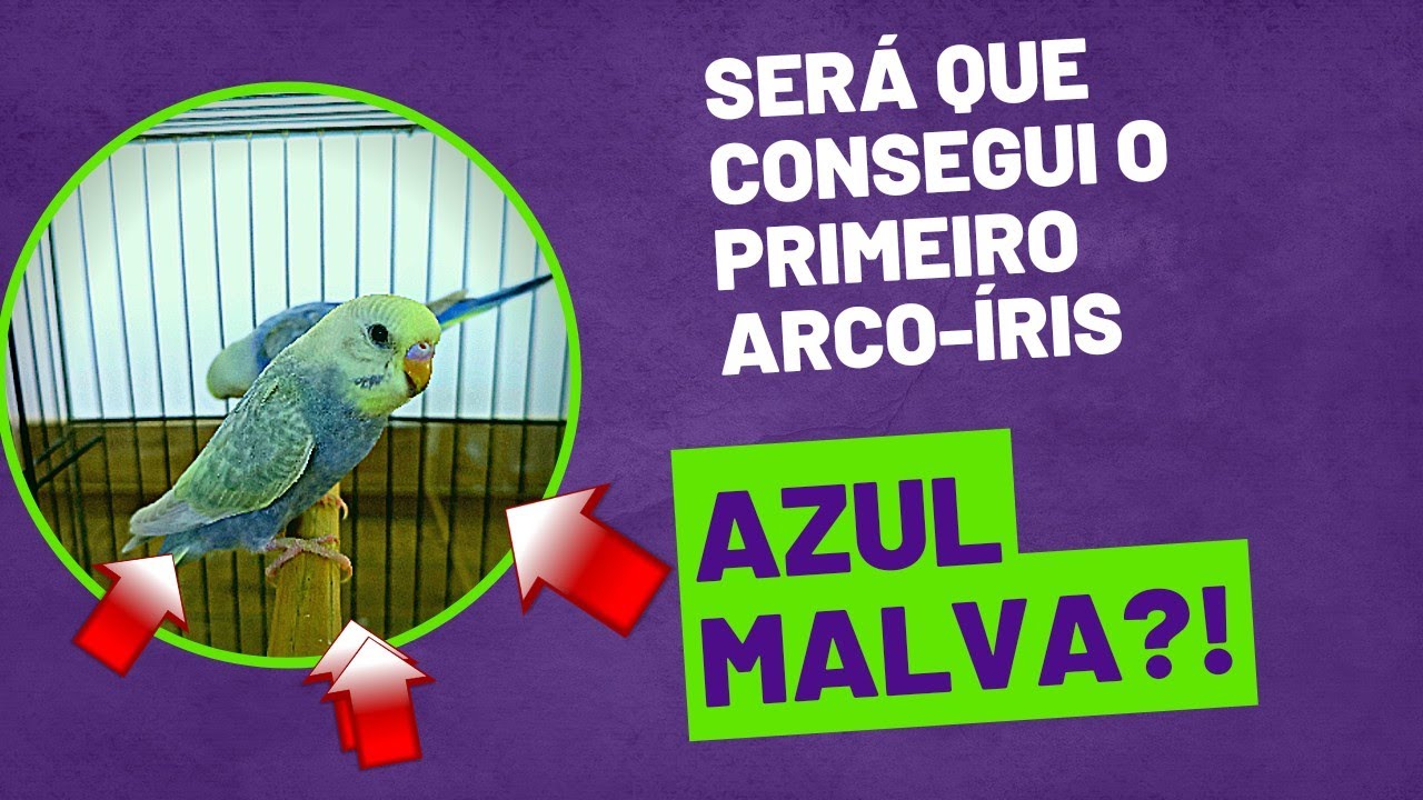 Projeto Periquito arco-íris 🌈 malva e violeta. Consegui o primeiro 😄