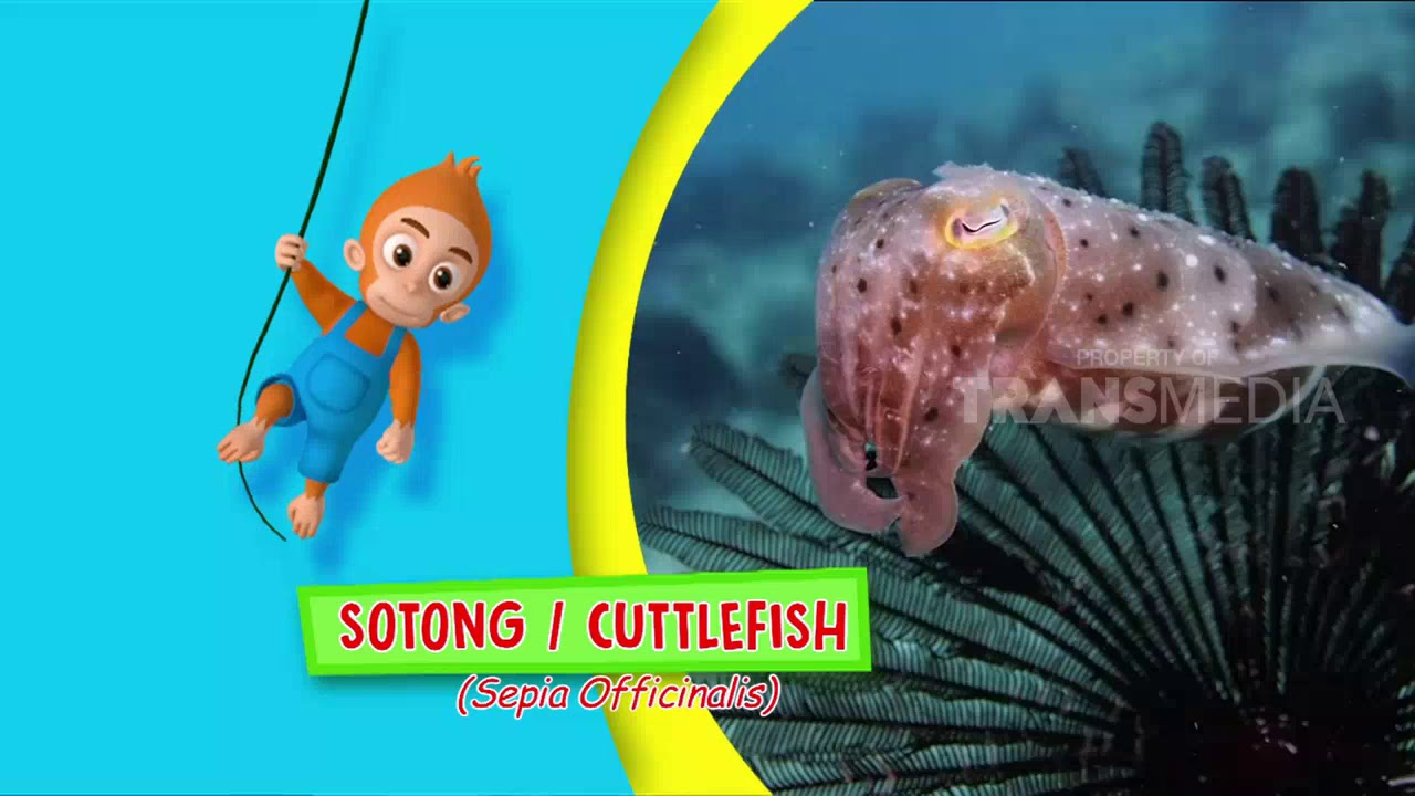 SI OTAN | TUBUH UNIK CEPHALOPODA (15/02/18) 2-3
