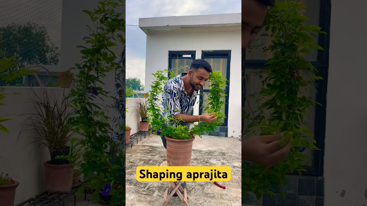 Shaping aprajita 😬 #gardeningwithnanav #plants #aprajita #shorts