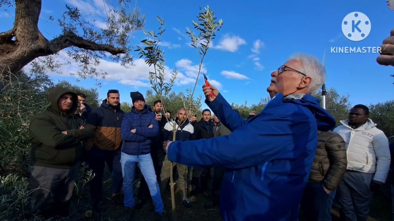 Giorgio Pannelli, Impalcatura olivo vaso policonico