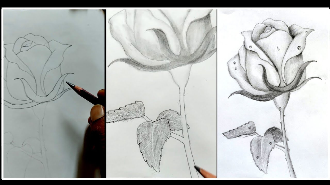 Rose Drawing Tutorial Vary Easy/Rose Drawing 🌹/