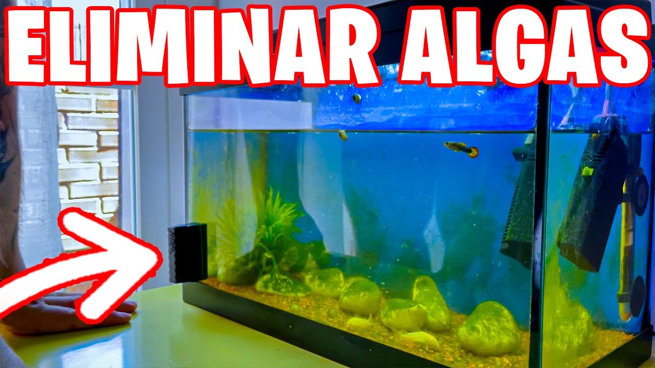 QUITAR ALGAS DEL ACUARIO CON UN CEPILLO MAGNETICO
