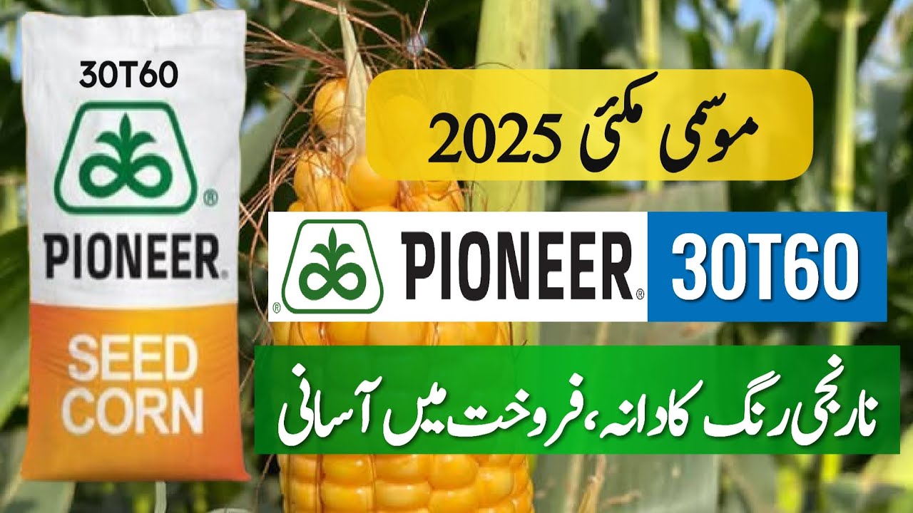 Salient Feature of Pioneer 30T60 Hybrid CornSeed||Best Autumn Maize Seed for Sailage||Crop Informer