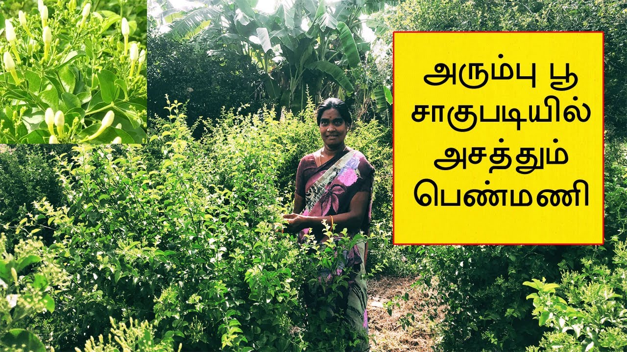 அரும்பு பூ சாகுபடியில் அசத்தும் பெண்மணி | செம்மல் விவசாயம்