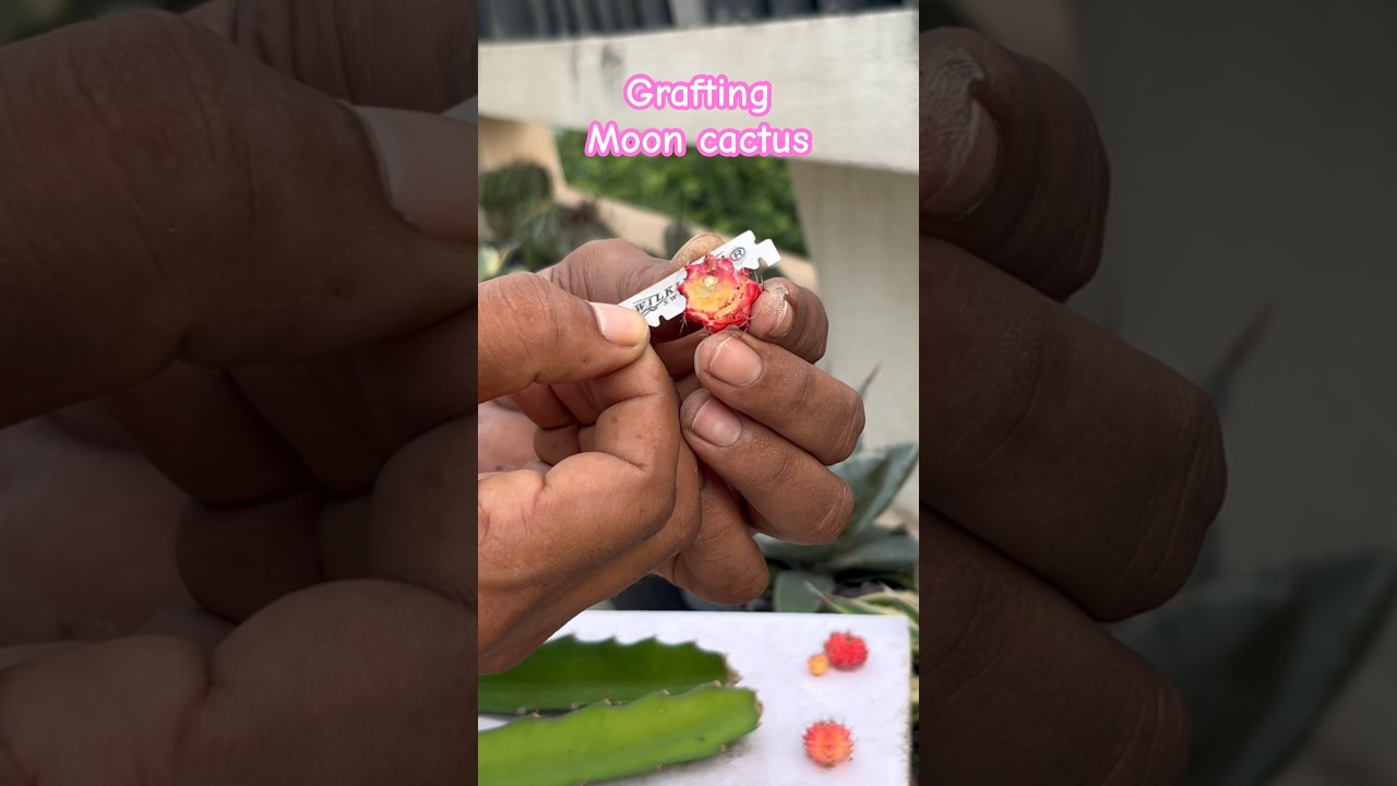Grafting moon cactus on dragon 🐉 fruit root stock