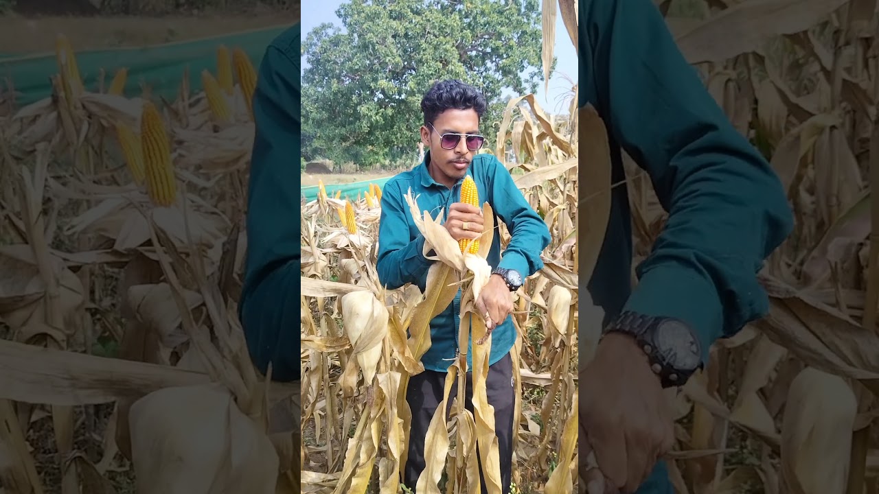 8199 Field video