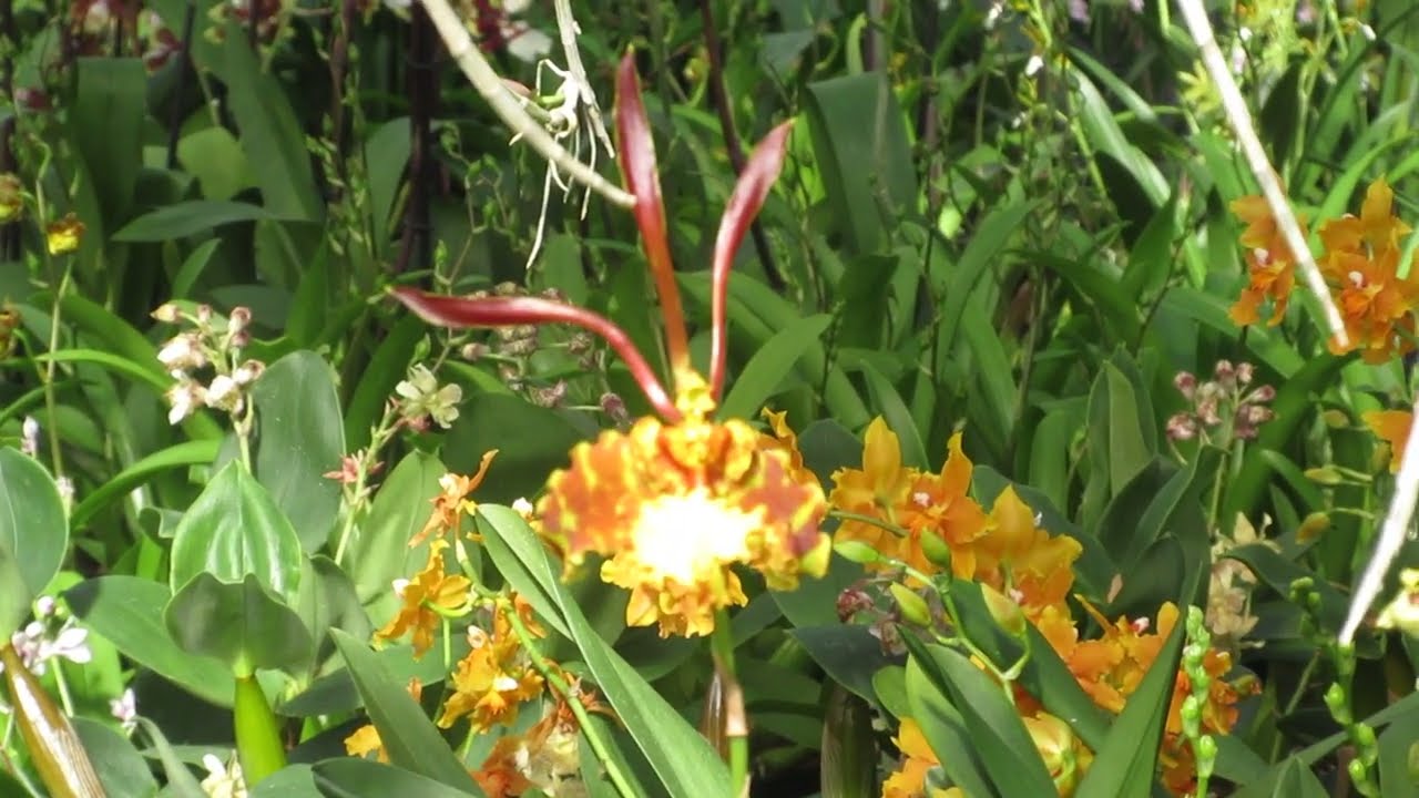 Oncidium papilio, l'orchidea farfalla che nell'inghilterra del 1800 ha dato origine all'orchidmania