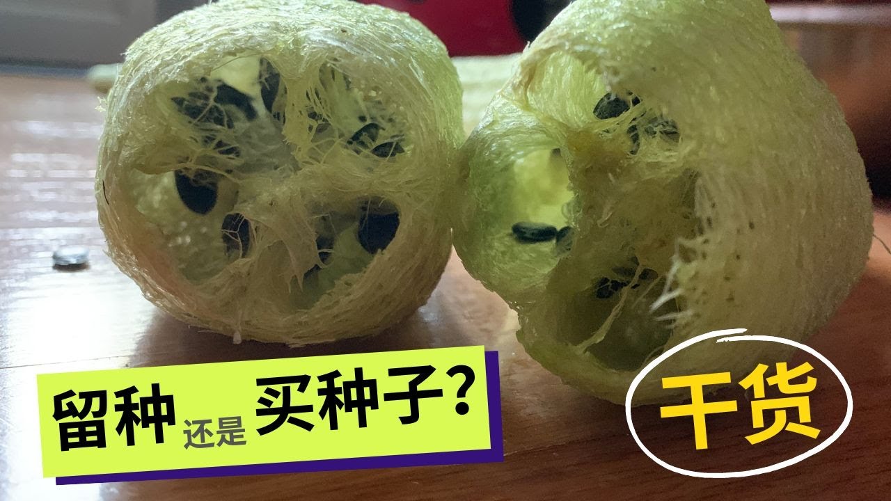 【种子】留种还是买种？哪些蔬菜不适合自己留种？你可能不知道的㊙️密。