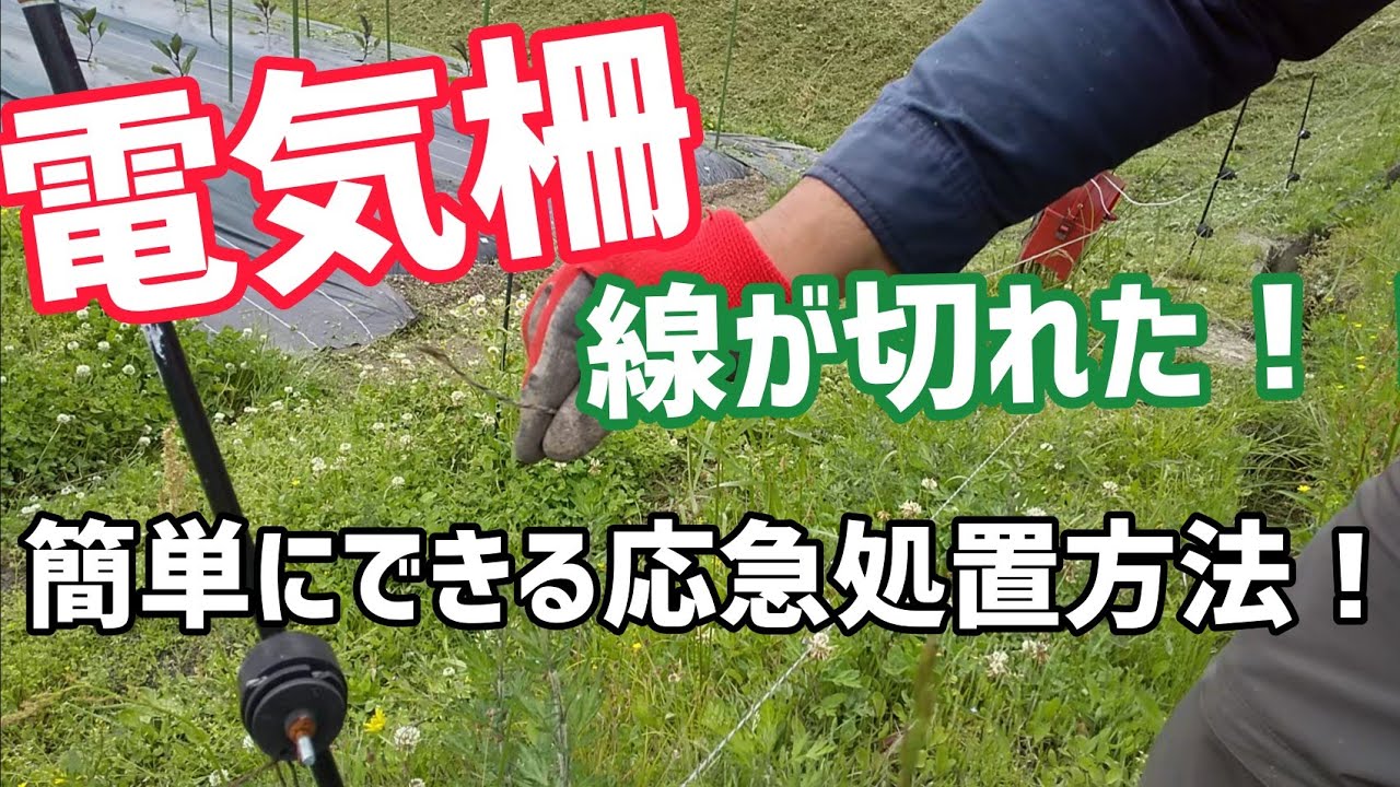 【緊急事態！】電柵の線が切れた！獣害再発を防ぐ簡単な応急措置方法！【髭サン農家】