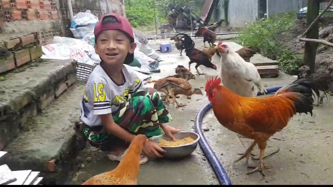 Bầy gà bay lên xà vào người bé đòi ăn – cảnh tượng hài hước thú vị