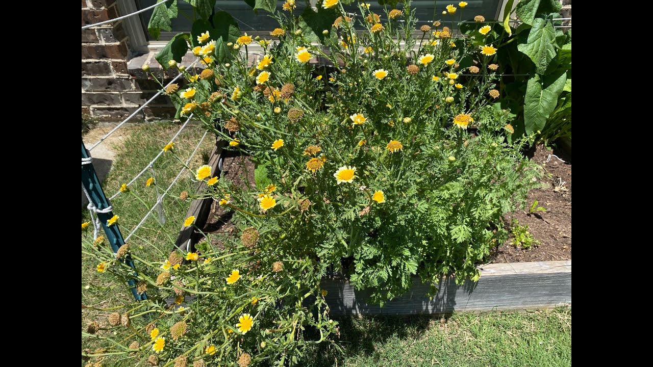 How to Collect Vegetable Chrysanthemum Seeds and Grow Them