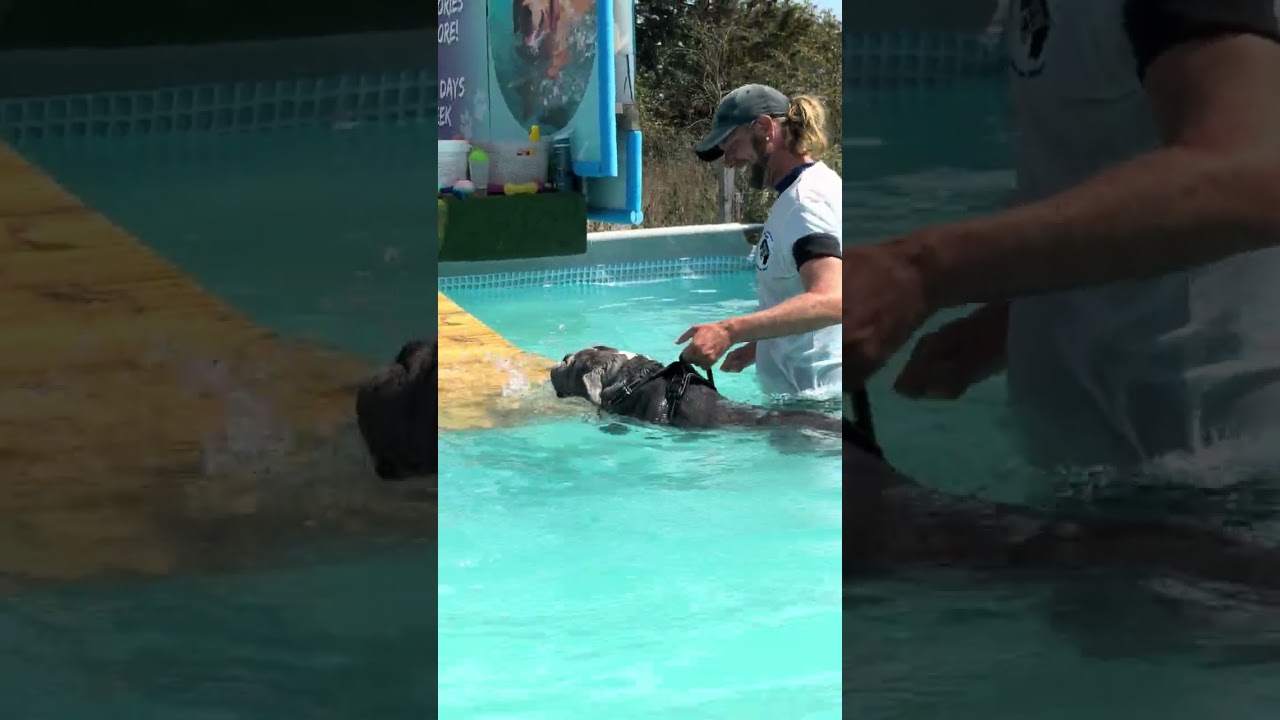 Old Tyme bulldog Marley loves to swim 💦💕🇬🇧🐾