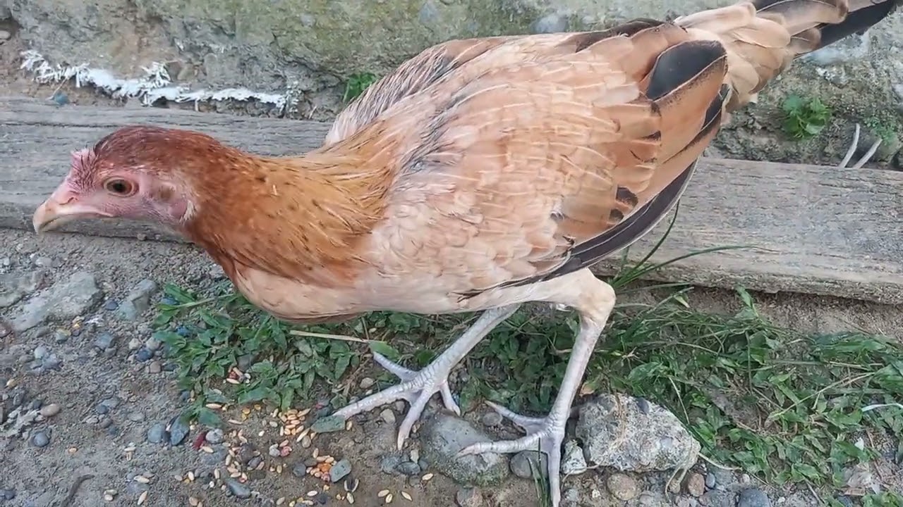 #chicken #hen #rooster #manok #jlcbackyard #youtubeshorts #shorts #breeder #backyardpoultryfarming