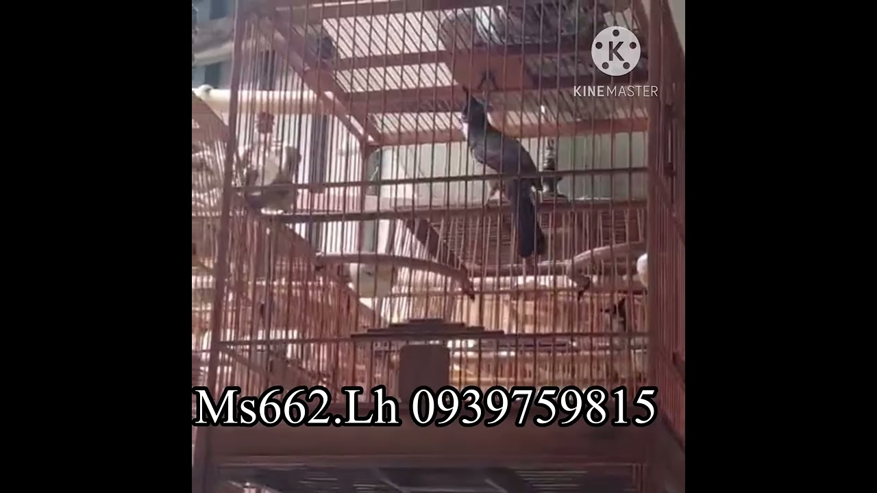 Ms662.siêu lân mình ống yếm đậm 18 tháng.Thanh lí để dưới thấp có ngước nhẹ. Giá 2d3.Lh 0939759815