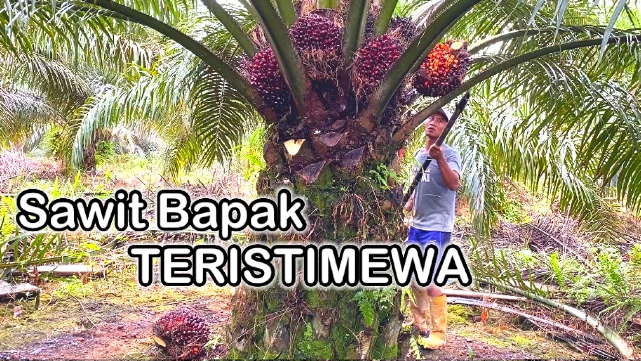 TIDAK DI RAGUKAN LAGI PANEN SAWIT BAPAK MEMANG ISTIMEWA