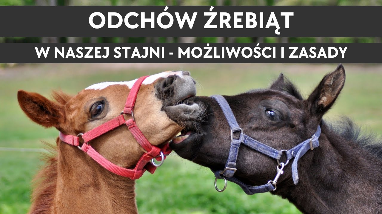Odchód źrebiąt w naszej stajni - czy jest możliwy i na jakich zasadach?