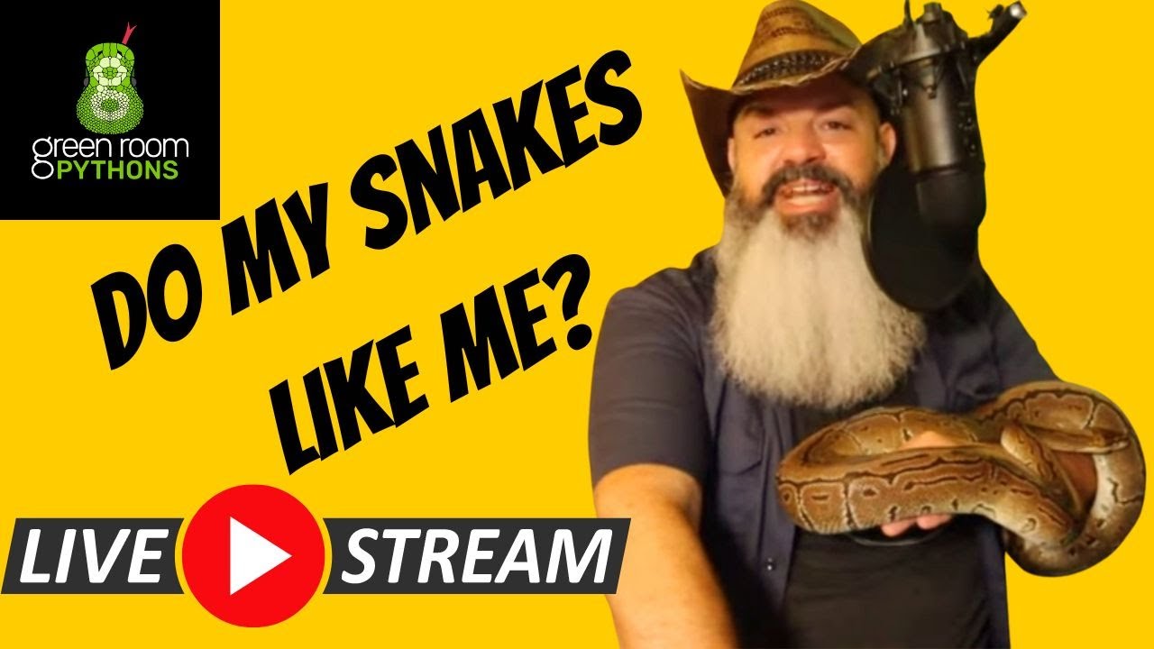 Snakes & Scotch LIVESTREAM: Do my snakes LIKE me?