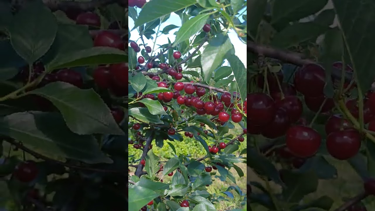 EKOLOŠKI 100%Oblačinska višnja Agrostemin-Beograd 065 8734 123