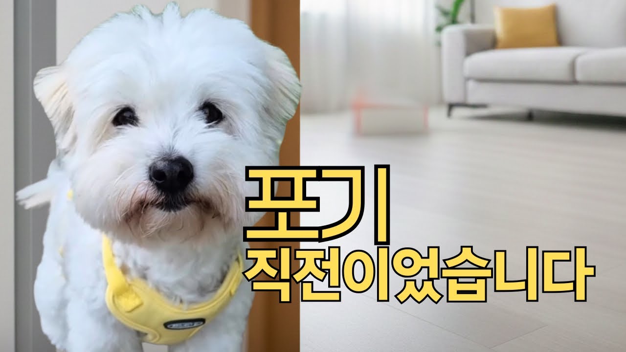 11살 노견 분리불안, 포기 직전이었습니다 | 모카 교육 과정