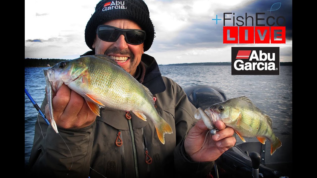 Allt om fiske efter höstabborre med Håkan Fransson Abu Garcia!