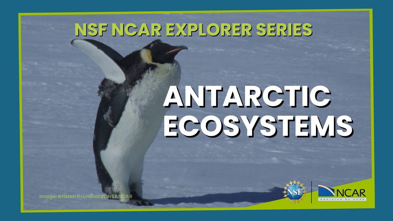 Antarctic ecosystems: From microscopic plants to penguins
