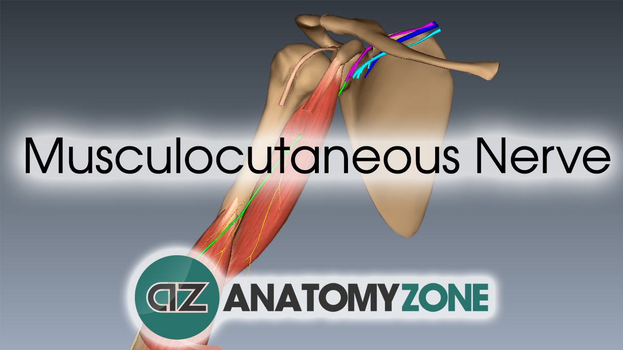 Musculocutaneous Nerve | 3D Anatomy Tutorial