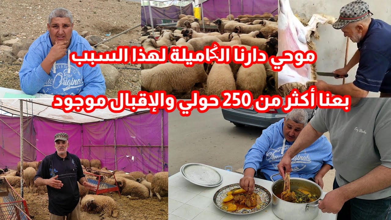 موحي ذبـ ح الحولي ودار لينا الغذاء لهذا السبب شوفو الكمية اللي باع موحي وزهير أكثر من 250 حولي