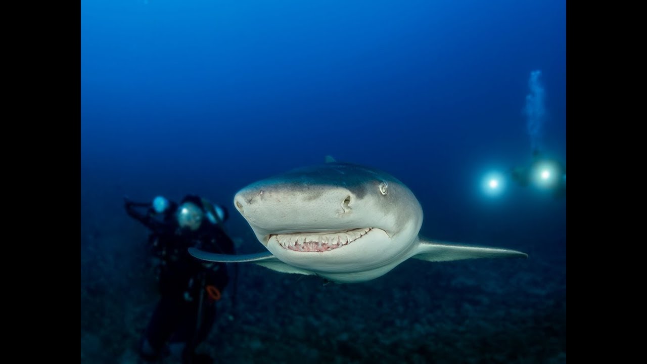 3D stereoscopic underwater video from Maldives.
