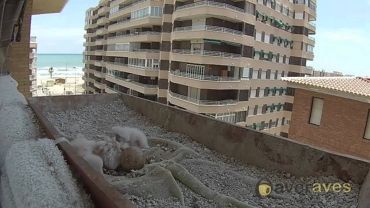 Recordando temporada cernimacetero 2014