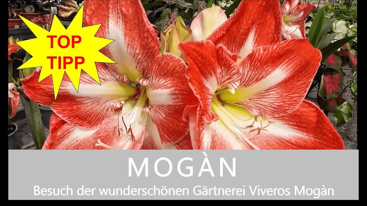 GRAN CANARIA / MOGÀN Besuch der wunderschönen Gärtnerei Viveros Mogàn
