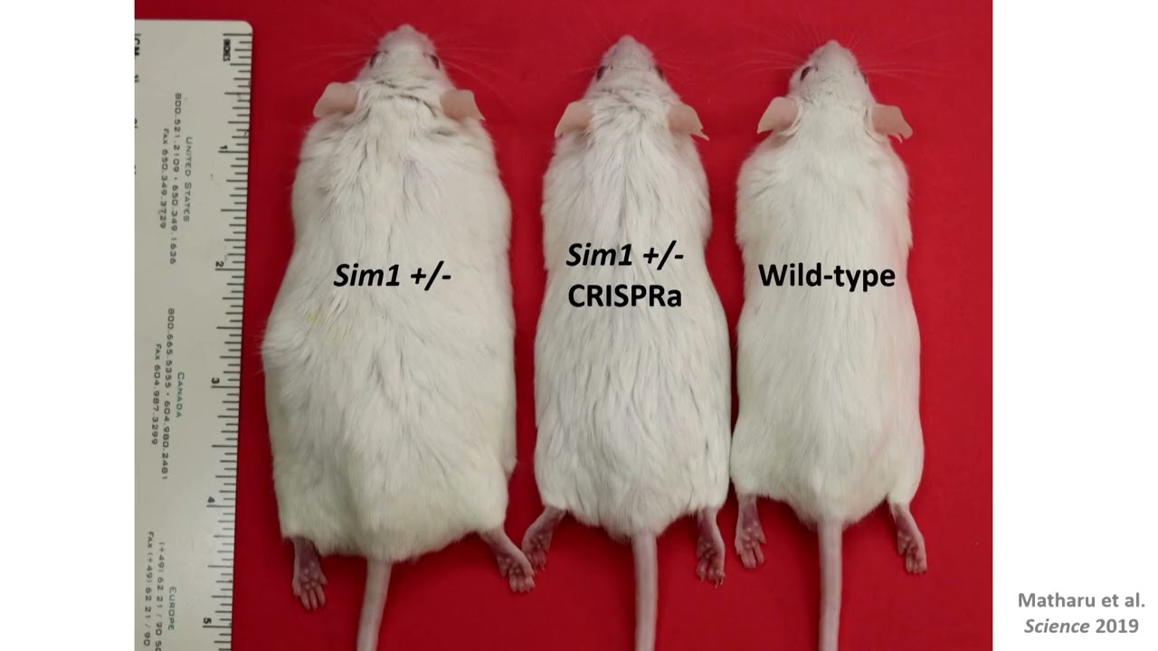Using CRISPR Activation to Address the Genes Outside of UBE3A for Individuals with Deletions