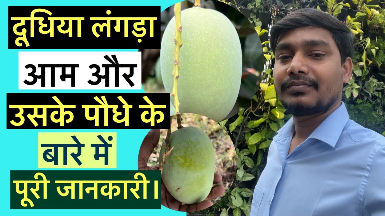 दूधिया लंगड़ा आम और उसके पौधे के बारे में पूरी जानकारी।#langada_aam #indian_nursery_tips