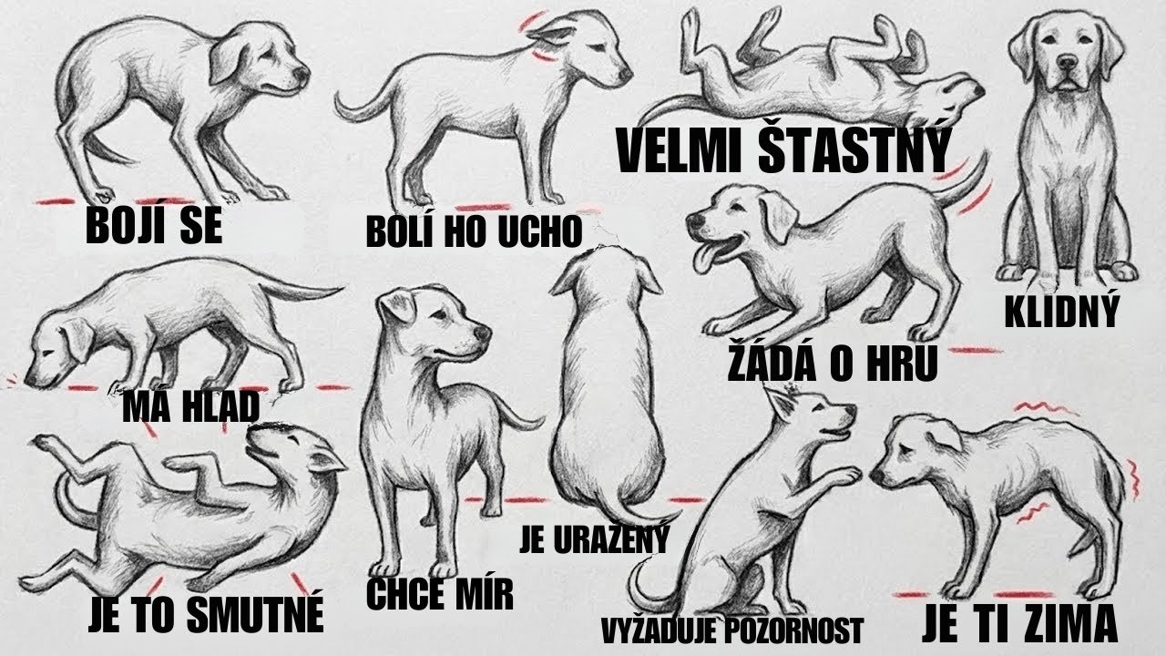 Jak lépe porozumět svému psovi (vysvětlení řeči těla)