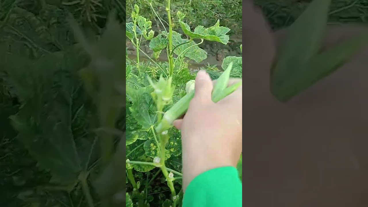picking fresh vegetables for home food 