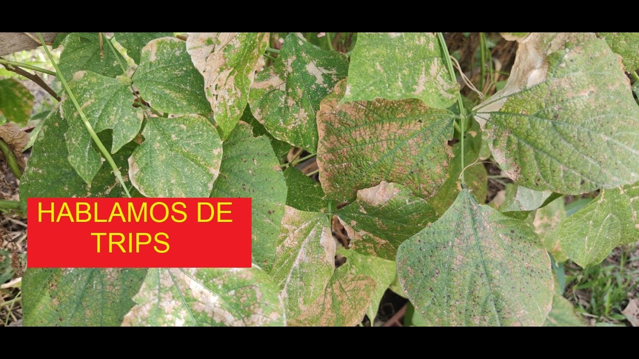 COMO COMBATIR EL TRIPS