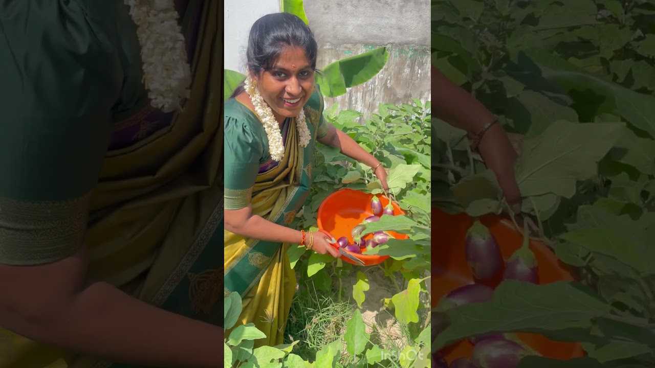 Pongal Harvesting🌿 #hemasudharson #ytshorts #shortsfeed #garden #pongal #minivlog #harvest #trend
