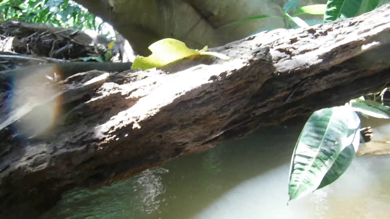 Pululo en el rio (cocodrilo)