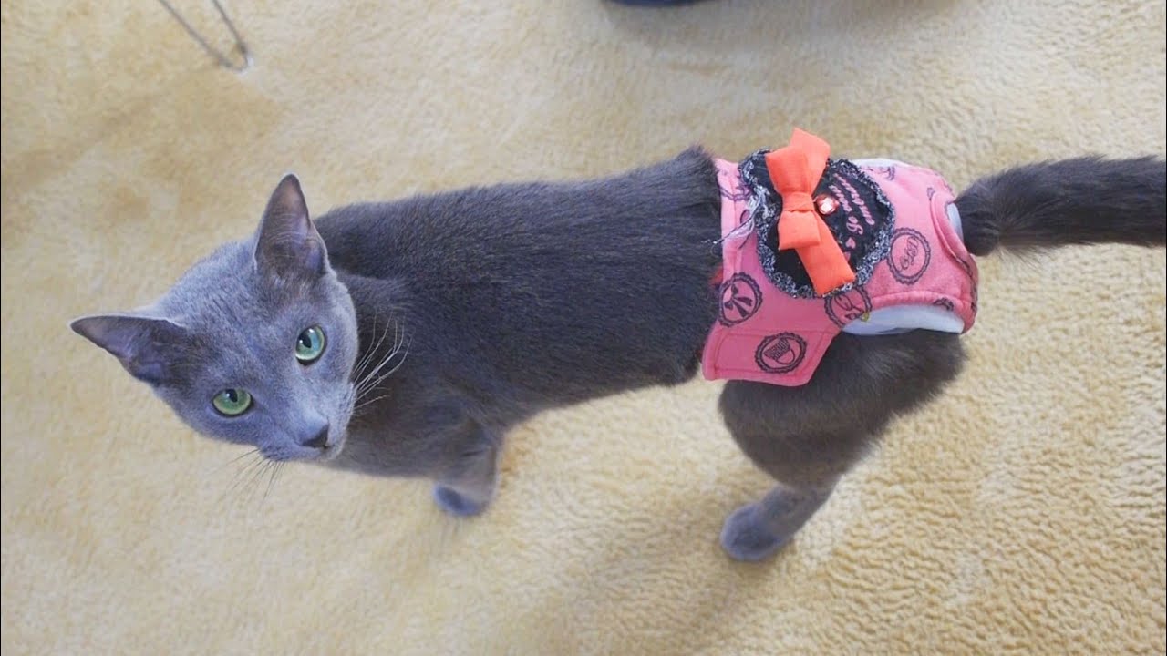 おしめパンツをはいた ロシアンブルーの猫 ちゃん　猫カフェ 横浜 レオン