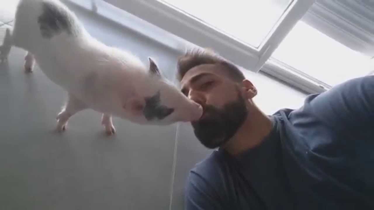 Lucas minipig 2.0 - Happy moments
