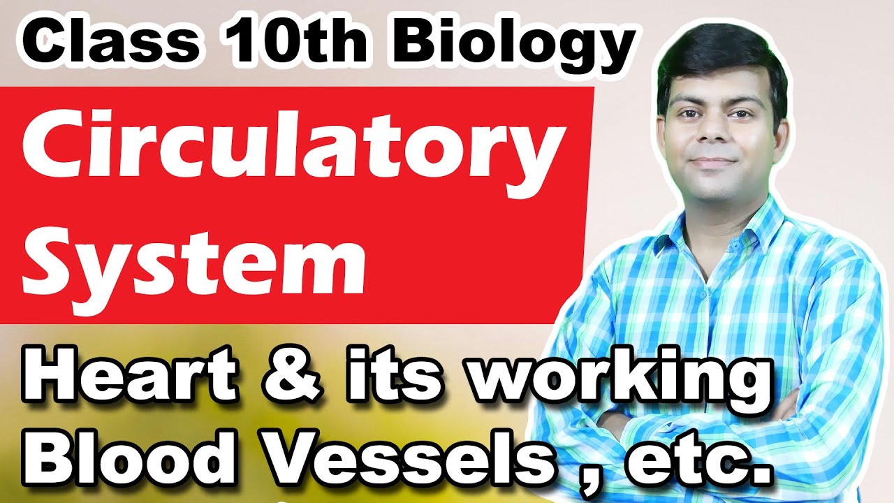 Circulatory System in 1 Shot : Heart & its complete Working, Blood Vessels, etc | Biology Class 10th